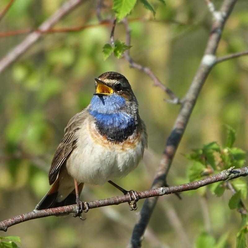 Blauwborst