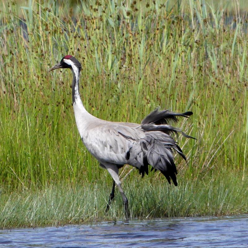 Kraanvogel