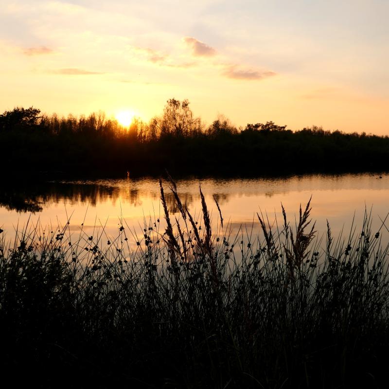 Landschap met ondergaande zon aan water met silhouetten van bomen op de achtergrond en pitrus op de voorgrond