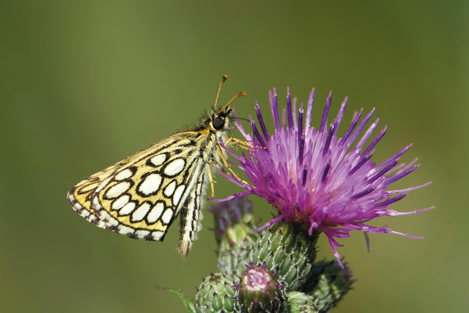 Spiegeldikkopje op distel