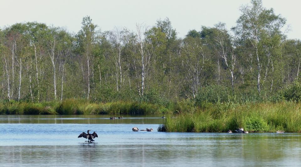 Waterplas met vogels en berken langs de oever