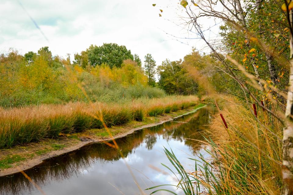Watergang met oeverplanten en bomen