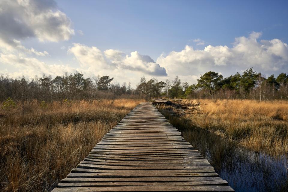Lansdchap in Nationaal Park De Peel met knuppelbrug