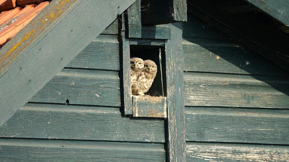 Twee uilskuikens in dak van boerderij