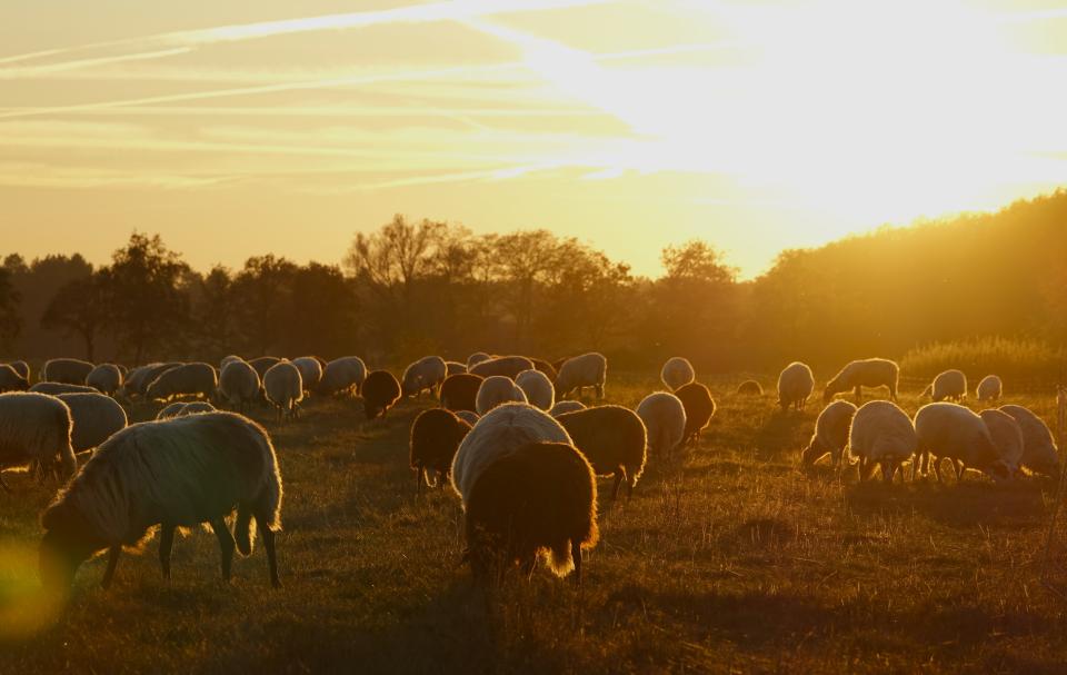 Schapen in landschap met ondergaande zon