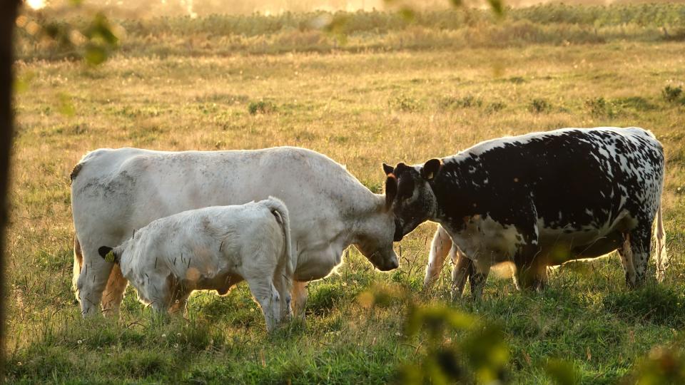 Koeien en kalfjes in natuurlijke weide