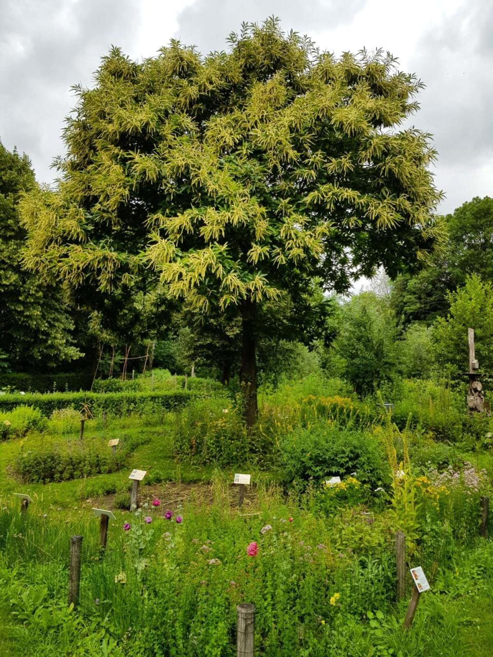 Bloementuin met boom in het midden