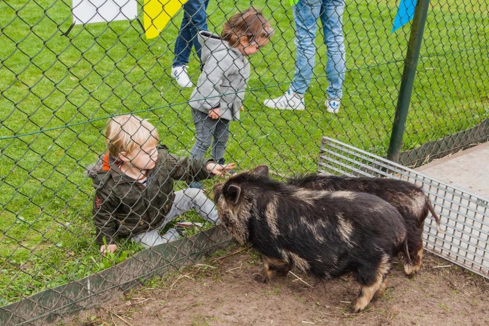 Kind aait varkentjes door hek
