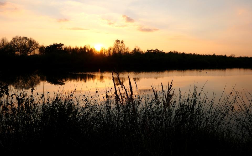 Landschap met ondergaande zon aan water met silhouetten van bomen op de achtergrond en pitrus op de voorgrond