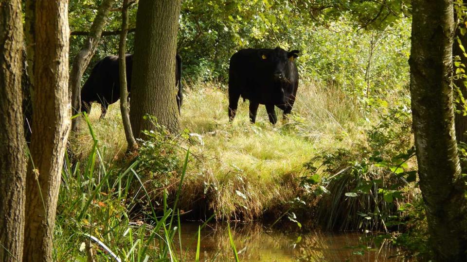 rund in bosgebied naast water