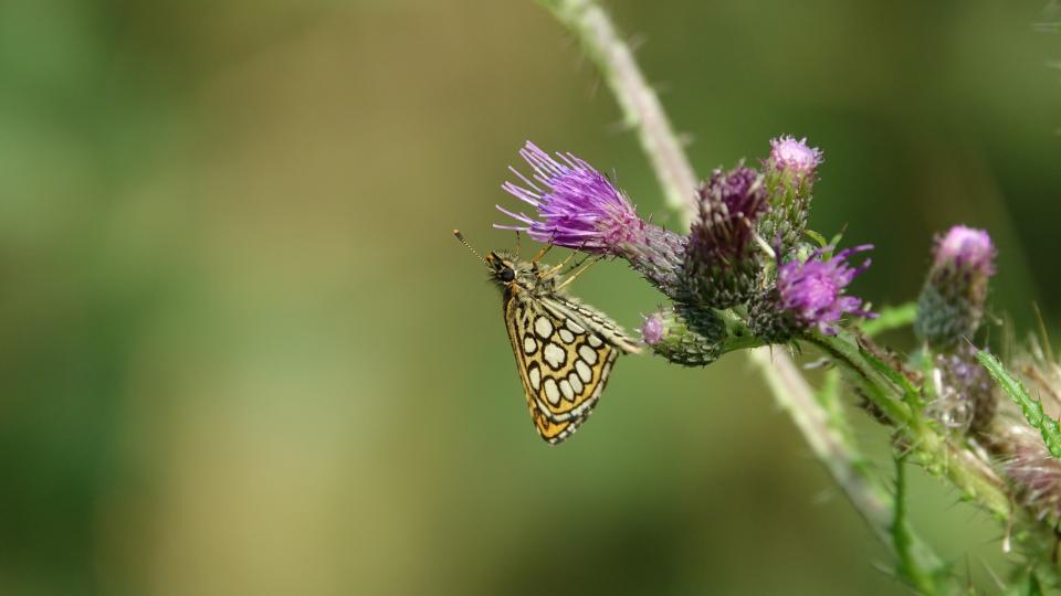 Spiegeldikkopje op distel