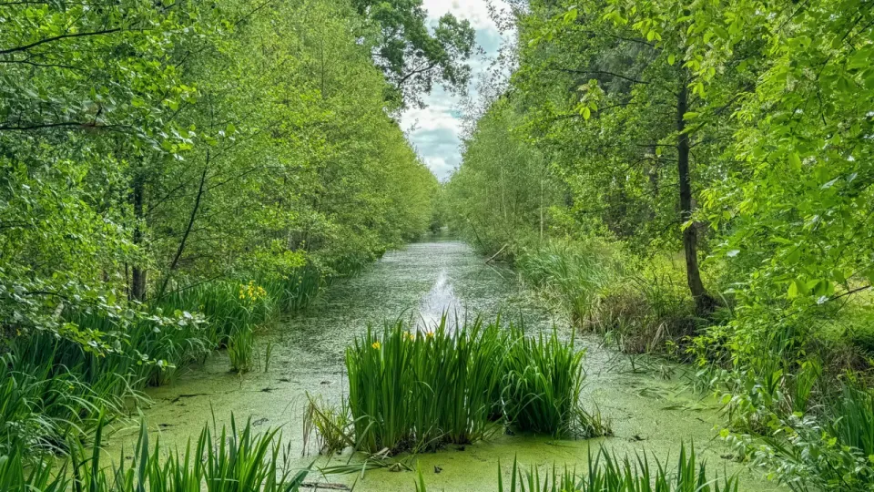 Vaart met bomen en planten ernaast