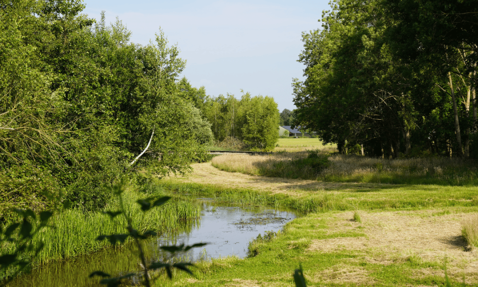 Landschap met beek en bomen