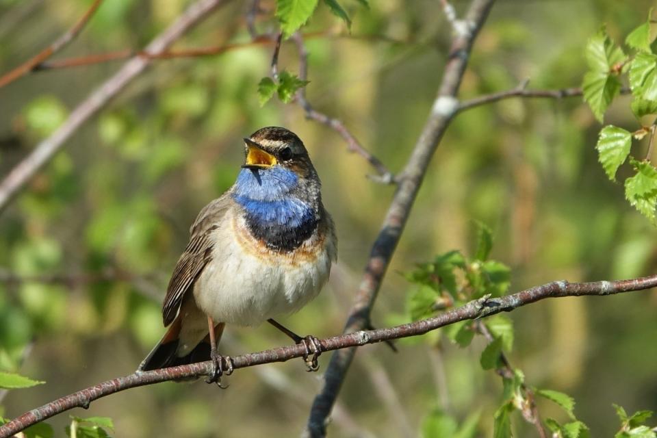 Excursie vogels spotten in Nationaal Park De Groote Peel