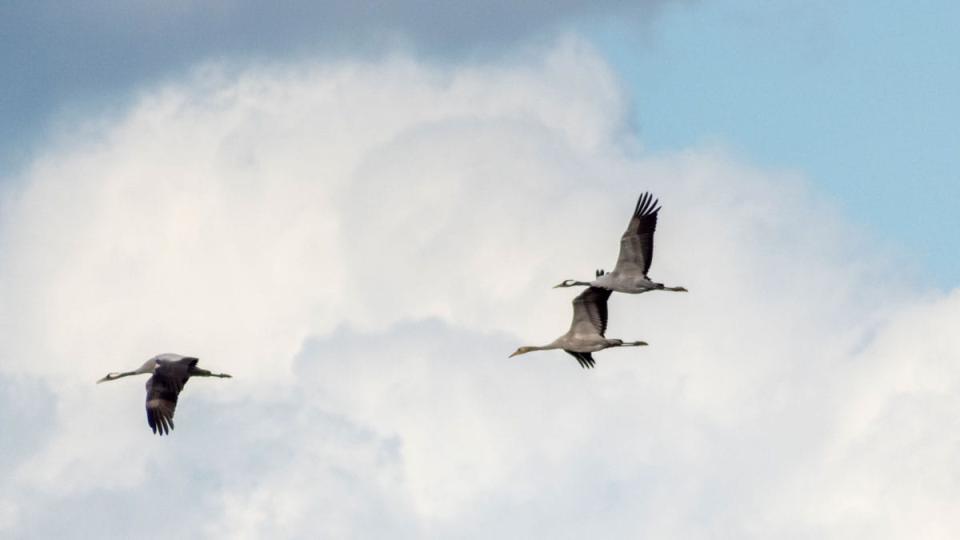 Excursie Trekvogels van De Pelen