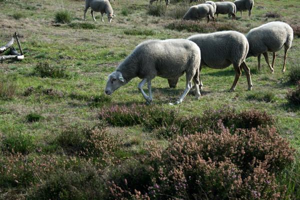 Publiekswandeling I.V.N. Keelven