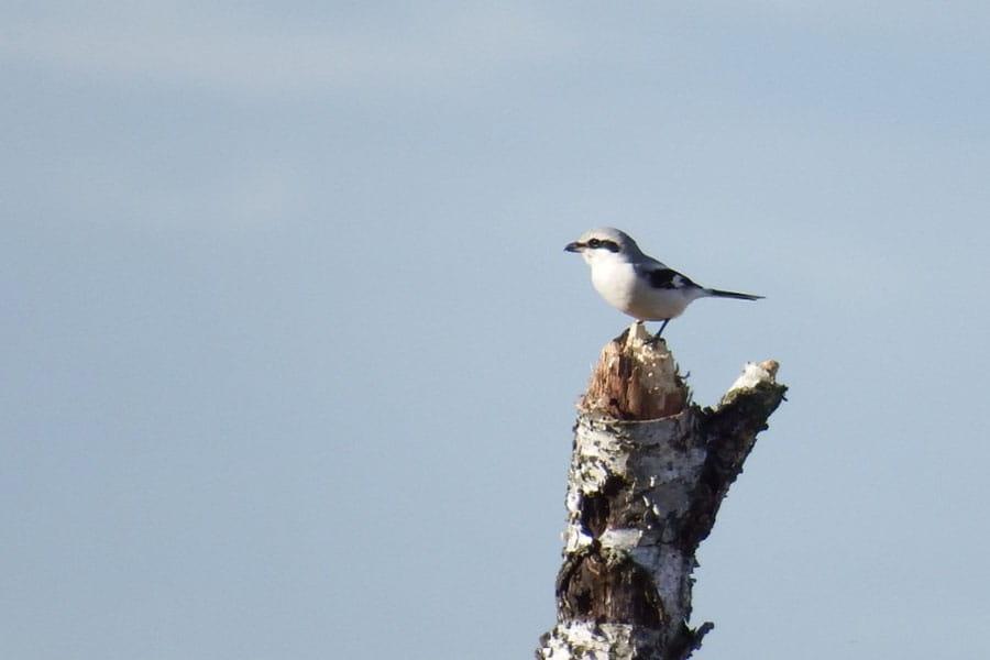 Trekvogels in de Groote Peel