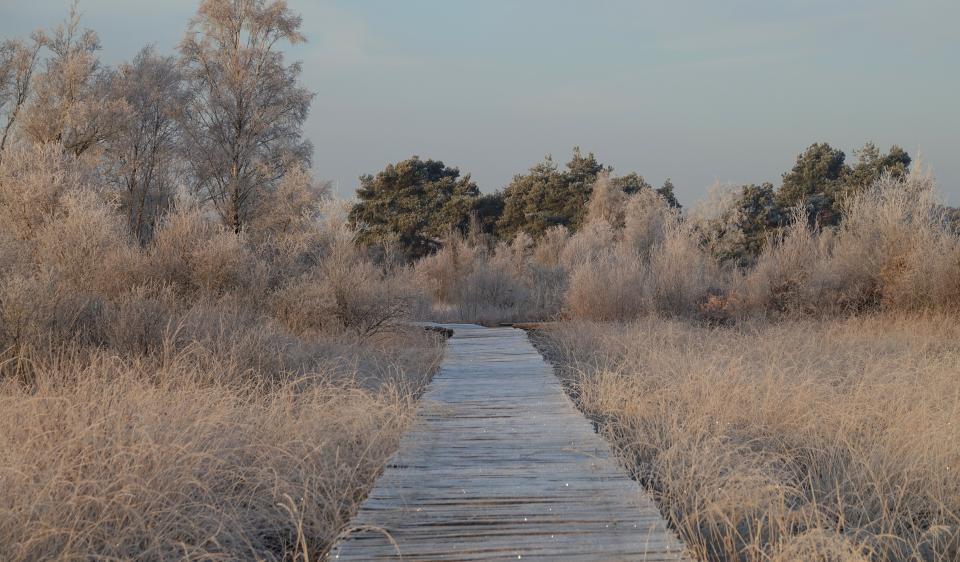 Nature Impact Day in Nationaal Park De Peel 