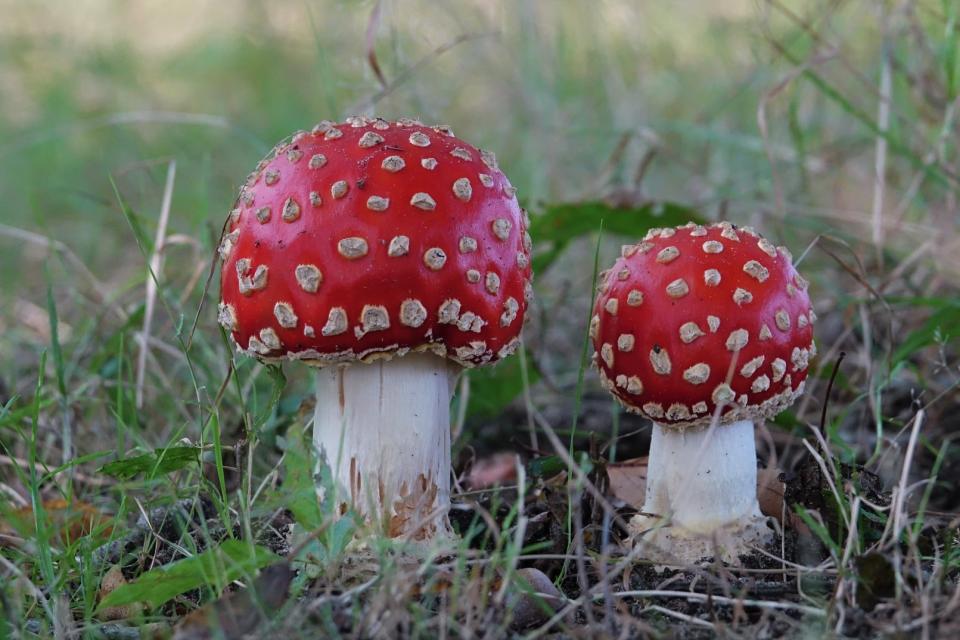 I.V.N. wandeling paddenstoelen