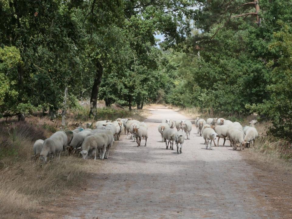 Wandeling Groene Veerkracht in het Weerterbos