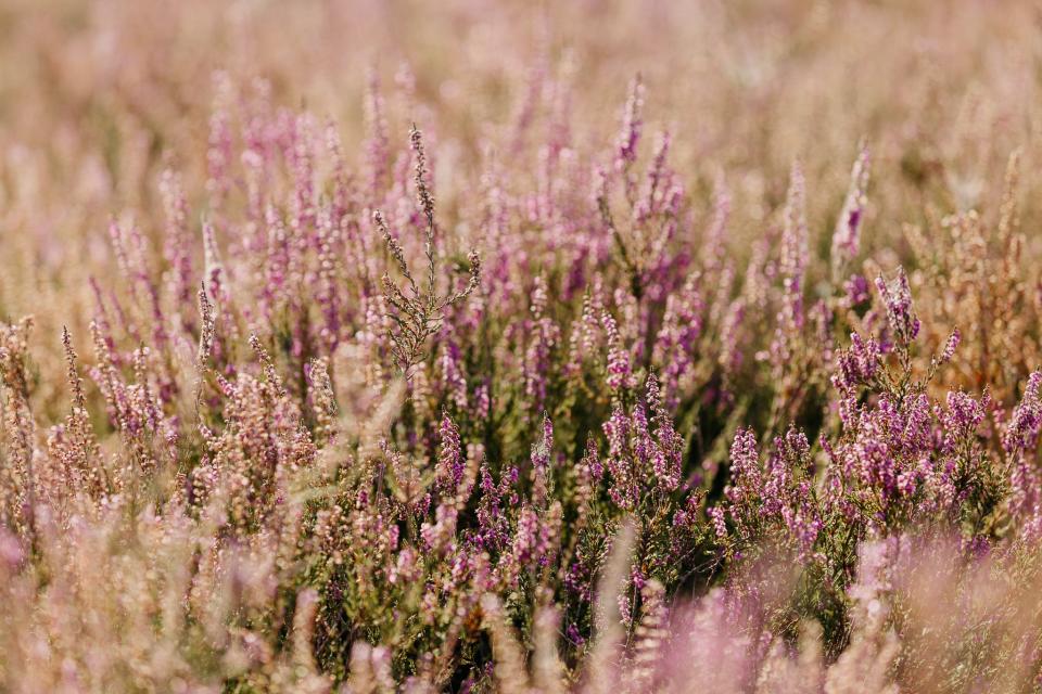 IVN dinsdagmiddag wandeling senioren aug